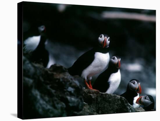 Puffins-null-Stretched Canvas