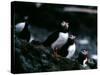 Puffins-null-Stretched Canvas