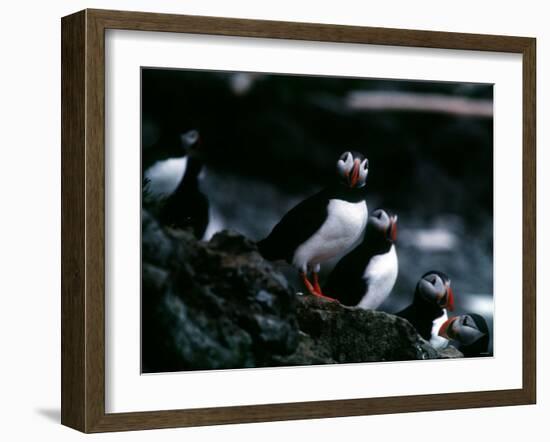 Puffins-null-Framed Photographic Print