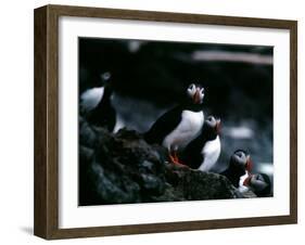 Puffins-null-Framed Photographic Print