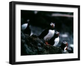 Puffins-null-Framed Photographic Print