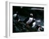 Puffins-null-Framed Photographic Print