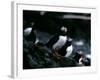 Puffins-null-Framed Photographic Print