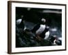 Puffins-null-Framed Photographic Print