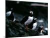 Puffins-null-Mounted Photographic Print