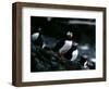 Puffins-null-Framed Photographic Print