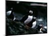 Puffins-null-Mounted Photographic Print