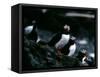 Puffins-null-Framed Stretched Canvas