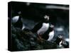 Puffins-null-Stretched Canvas