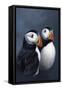 Puffins-Jeremy Paul-Framed Stretched Canvas