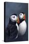 Puffins-Jeremy Paul-Stretched Canvas