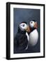 Puffins-Jeremy Paul-Framed Giclee Print