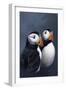 Puffins-Jeremy Paul-Framed Giclee Print