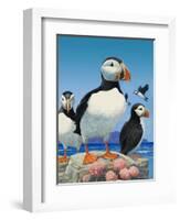 Puffins-R. B. Davis-Framed Giclee Print