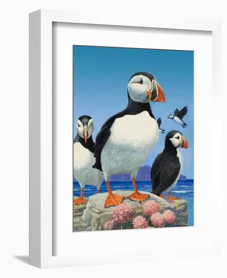 Puffins-R. B. Davis-Framed Giclee Print