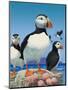 Puffins-R. B. Davis-Mounted Giclee Print