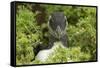 Pufflin at Entrance to Burrow, Wales, United Kingdom, Europe-Andrew Daview-Framed Stretched Canvas