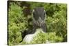 Pufflin at Entrance to Burrow, Wales, United Kingdom, Europe-Andrew Daview-Stretched Canvas