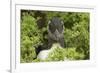 Pufflin at Entrance to Burrow, Wales, United Kingdom, Europe-Andrew Daview-Framed Photographic Print