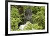 Pufflin at Entrance to Burrow, Wales, United Kingdom, Europe-Andrew Daview-Framed Photographic Print