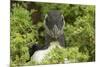 Pufflin at Entrance to Burrow, Wales, United Kingdom, Europe-Andrew Daview-Mounted Photographic Print