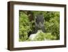 Pufflin at Entrance to Burrow, Wales, United Kingdom, Europe-Andrew Daview-Framed Photographic Print