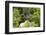 Pufflin at Entrance to Burrow, Wales, United Kingdom, Europe-Andrew Daview-Framed Photographic Print