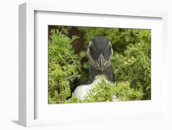 Pufflin at Entrance to Burrow, Wales, United Kingdom, Europe-Andrew Daview-Framed Photographic Print