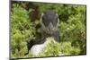 Pufflin at Entrance to Burrow, Wales, United Kingdom, Europe-Andrew Daview-Mounted Photographic Print