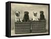 Pug 1926-null-Framed Stretched Canvas