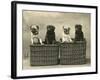 Pug 1926-null-Framed Photographic Print