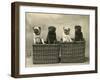 Pug 1926-null-Framed Photographic Print