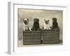 Pug 1926-null-Framed Photographic Print