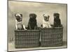 Pug 1926-null-Mounted Photographic Print