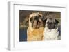 Pug (Adult Female) Portrait with Stuffed-Lynn M^ Stone-Framed Photographic Print