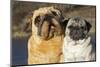 Pug (Adult Female) Portrait with Stuffed-Lynn M^ Stone-Mounted Photographic Print