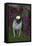 Pug by Autumn Fllowers (Petunias), Geneva, Ilinois, USA-Lynn M^ Stone-Framed Stretched Canvas