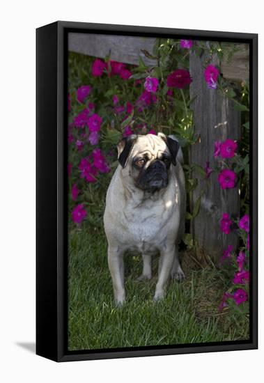 Pug by Autumn Fllowers (Petunias), Geneva, Ilinois, USA-Lynn M^ Stone-Framed Stretched Canvas