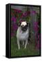 Pug by Autumn Fllowers (Petunias), Geneva, Ilinois, USA-Lynn M^ Stone-Framed Stretched Canvas