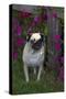 Pug by Autumn Fllowers (Petunias), Geneva, Ilinois, USA-Lynn M^ Stone-Stretched Canvas