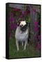 Pug by Autumn Fllowers (Petunias), Geneva, Ilinois, USA-Lynn M^ Stone-Framed Stretched Canvas