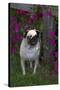 Pug by Autumn Fllowers (Petunias), Geneva, Ilinois, USA-Lynn M^ Stone-Stretched Canvas