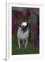 Pug by Autumn Fllowers (Petunias), Geneva, Ilinois, USA-Lynn M^ Stone-Framed Premium Photographic Print