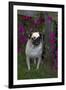 Pug by Autumn Fllowers (Petunias), Geneva, Ilinois, USA-Lynn M^ Stone-Framed Premium Photographic Print