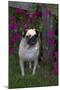 Pug by Autumn Fllowers (Petunias), Geneva, Ilinois, USA-Lynn M^ Stone-Mounted Premium Photographic Print