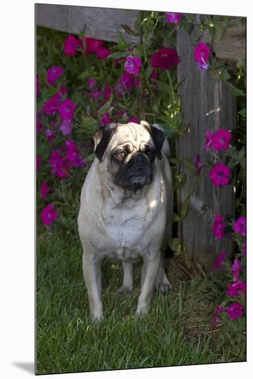 Pug by Autumn Fllowers (Petunias), Geneva, Ilinois, USA-Lynn M^ Stone-Mounted Premium Photographic Print