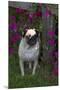 Pug by Autumn Fllowers (Petunias), Geneva, Ilinois, USA-Lynn M^ Stone-Mounted Premium Photographic Print