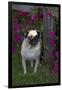 Pug by Autumn Fllowers (Petunias), Geneva, Ilinois, USA-Lynn M^ Stone-Framed Premium Photographic Print