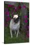 Pug by Autumn Fllowers (Petunias), Geneva, Ilinois, USA-Lynn M^ Stone-Stretched Canvas