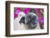 Pug by Autumn Fllowers (Petunias), Geneva, Ilinois, USA-Lynn M^ Stone-Framed Photographic Print